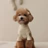 Love Bear Winter Warm Pet Base Shirt 8