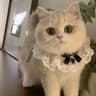 PrincessStyle Ceremonial Collar Hub 8