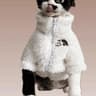 Thick Winter Warm Lambswool Coat For Hairless Cats And Small Dogs 6