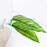 1Pc Green Leaf Betta Fish Hammock AquariumSafe Decor 9