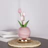 Tulip LED Floral Night Light USB Rechargeable Bedside Table Lamp For Bedroom Christmas Decor 8
