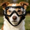 UV Protection Dog Sunglasses For Small  Medium Pets Outdoor Riding Goggles 5