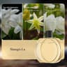 Desktop Aromatherapy Machine Air Purifying Diffuser  Deodorizing Perfume Diffuser With Hilton Laven 8