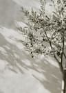 Retro Olive Tree  Lemon Canvas Poster  Elegant Botanical Vase Wall Art For Living Room  Bedroom Dec 15