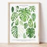 Green Botanical Leaves Canvas Wall Art  Calming Nature Houseplant Print 6