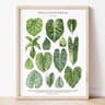 Green Botanical Leaves Canvas Wall Art  Calming Nature Houseplant Print 12