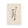 Vintage Owl Canvas Wall Art Dark Academia Cottagecore Nature Poster Print 24