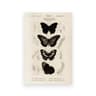 Vintage Owl Canvas Wall Art Dark Academia Cottagecore Nature Poster Print 20