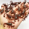 Halloween Simulation Bug Set  Realistic Plastic Cockroach Spider Centipede  Scorpion Prank Decorati 8