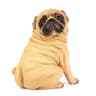 Realistic Pug Dog Statue  Cute Durable Plastic Figurine For Home Garden And Desk Decor And Thoughtf 7