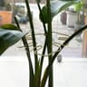 Large Hanging Plant Stand With Iron Hook 9