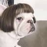 Funny Pet Wig Costume Accessory 9