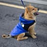 Summer Dog Shirt Lightweight Pet Apparel 0