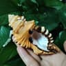 Natural Black Spotted Triton Sea Shell Decor 8