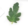 Artificial Watermelon Leaf Craft Decoration Set 7
