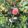 Crystal Rose Quartz Flower Ornament 5
