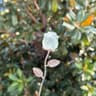 Crystal Rose Quartz Flower Ornament 14