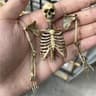 Mini Skeleton Skull Model 1 To 12 Scale Halloween Decoration 8