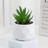 Evergreen Mini Artificial Succulent Bonsai  Realistic Fake Cactus Plant For Desk  Home Decor 13
