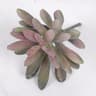 Mini Lifelike Artificial Succulent Plants  Modern Faux Cactus Decor For Home  Office 14