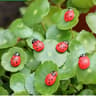 Cute Mini Animal Figurines For Fairy Garden Decor  Bonsai Miniatures 3