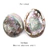 Paua Abalone Shell Smudge Kit With Tripod Stand  Natural Smudging Bowl  Spiritual Cleansing Decor 4