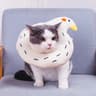Avocado Soft Pet Recovery Collar For Dogs And Cats 17