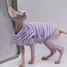 CoolComfort Hairless Cat Summer Vest  Soft Stretch Sphynx Cat Clothes  Breathable Hairless Cat Shir 6