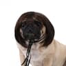 Funny Adjustable Pet Cosplay Wig For Dogs And Cats Halloween Costume 7