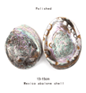 Paua Abalone Shell Smudge Kit With Stand Natural Sage Cleansing  Decor Set 4