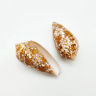 2PCS Eyed Cowrie Shell Set Natural Sea Shell Decor For Aquarium  Coastal Styling 3