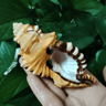 Natural Triton Sea Shell Conch  BlackSpotted Aquarium Decor  Photography Prop 2