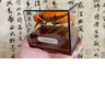 Real Crab Specimen Display  Handcrafted Natural Collector Decor With Custom Options 12