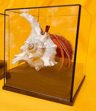 Real Crab Specimen Display  Handcrafted Natural Collector Decor With Custom Options 3
