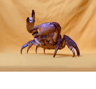 Real Crab Specimen Display  Handcrafted Natural Collector Decor With Custom Options 5