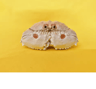 Real Crab Specimen Display  Handcrafted Natural Collector Decor With Custom Options 8