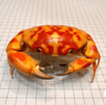 Real Crab Specimen Display  Handcrafted Natural Collector Decor With Custom Options 15