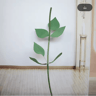 63Inch Floor Standing Flower Pole Stand Giant Paper Flower Display Base For Weddings  Events 18