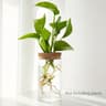 Desktop Hydroponic Plant Propagation Glass Vase 1