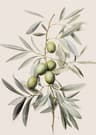 Vintage Olive Tree And Lemon Canvas Poster Botanical Wall Art Print 5