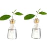 Avocado Seed Starter Glass Vase Set Hydroponic Growing Kit 4