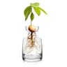 Avocado Seed Starter Glass Vase Set Hydroponic Growing Kit 1