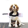 Dog Halloween Costume Bloodstain Pet Cosplay Costume Accessory Set For Cats  Dogs 0