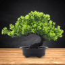 Artificial Japanese Pine Bonsai Tree  Realistic Mini Bonsai Plant For Desk Home  Office Decor 7