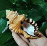 Natural Triton Sea Shell  Cymatium Lotorium Conch Decor  Aquarium Ornament 4