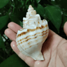 Natural Neptunea Cumingii Conch Shell  Large Sea Shell Specimen For Decor  DIY Crafts 4