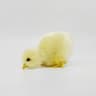 Plush Easter Chick Decoration 10