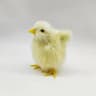 Plush Easter Chick Decoration 11
