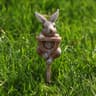 Cute Garden Gnome Frog Rabbit Turtle Statue Set  Resin Animal Figurines With Shovel For Outdoor Pat 8